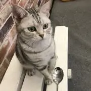ミミちゃん's SToREの画像