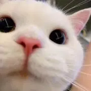 おぐらの画像