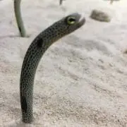 バタバタの画像