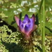 きなこの画像