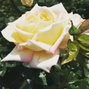 Yukoの画像