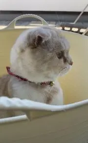 くろべえ