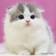 にゃんにゃん！