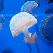 ぽんずの画像