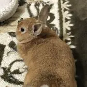 めいめいの画像