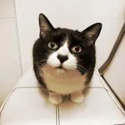 はむたろ
