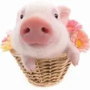 Piggy