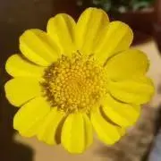 レフアの画像