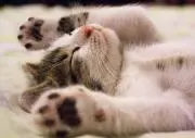 にゃんこの画像