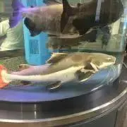 じゅん