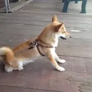Mailow