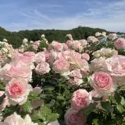 りょこの画像