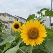 ナナ
