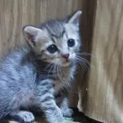 ユミちゃんの画像
