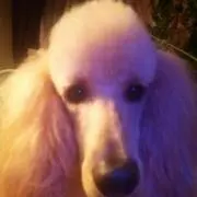 あんこの画像