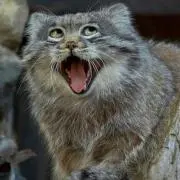 レム猫