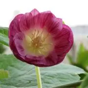 あおい