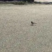 セキレイの画像