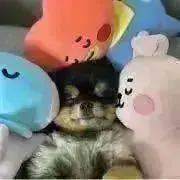 shisu 即購入✖︎値下げ●の画像