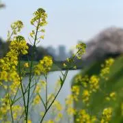 korの画像