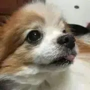 ソラの画像