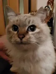 DAIの画像