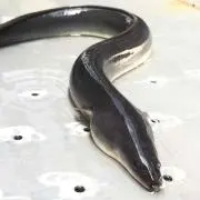 うなエモン