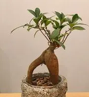 ここびんの画像