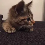 にに