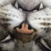 もずくの画像