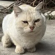 ハクちゃんの画像