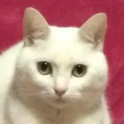 ポチコロポコ