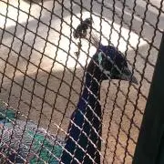 まる