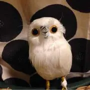 maimai☆の画像