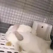 はな