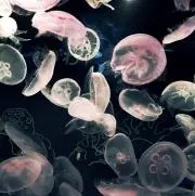 なうの画像
