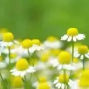 natural-forestの画像