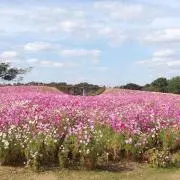 かなかなの画像