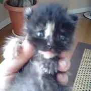 れおにゃん☆の画像