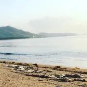 さかなの画像