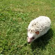 ふみの画像