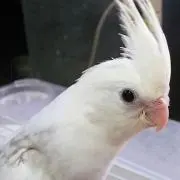 Jojosahoの画像