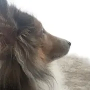 リッキーの画像