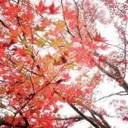 抹茶さんの画像