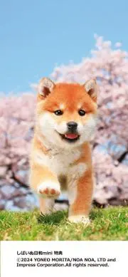 のっち