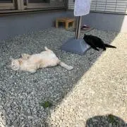 DOKI DOKIの画像