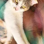 きな