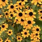 シロ▷購入前のプロフ必読の画像
