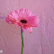 mii 値下げできませんの画像