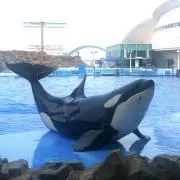 orcaの画像